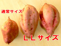 訳有り安納芋LLサイズ